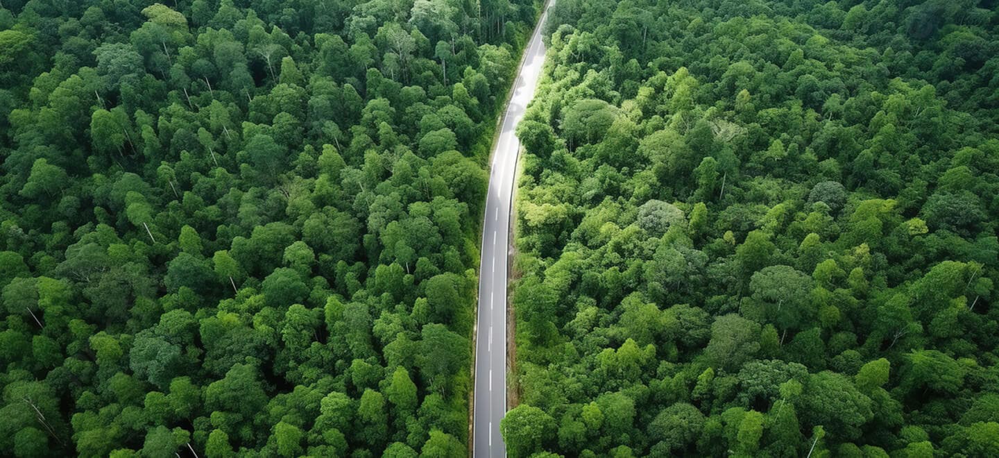 Forest background
